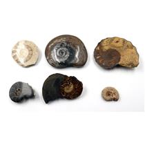 Ammonite, Nautilus & Goniatite Fossil 17057