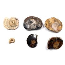 Ammonite, Nautilus & Goniatite Fossil Lot (6 pieces) #17061 19o