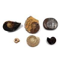 Ammonite, Nautilus & Goniatite Fossil Lot (6 pieces) #17065 27o