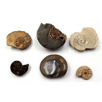 Ammonite, Nautilus & Goniatite Fossil Lot (6 pieces) #17066 21o