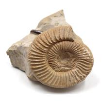 Perisphinctes Ammonite Fossil Jurrasic 160 MYO Bavaria, West Germany #17076 21o