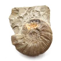 Perisphinctes Ammonite Fossil Jurrasic 160 MYO Bavaria, West Germany #17077 20o