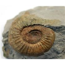 Perisphinctes Ammonite Fossil Jurrasic 160 MYO Bavaria, West Germany #17079 18o