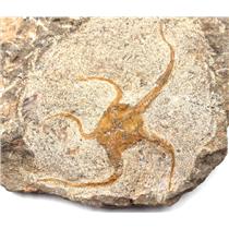 Brittle Star Fossil 450 Million Years Old Morocco #17103 26o