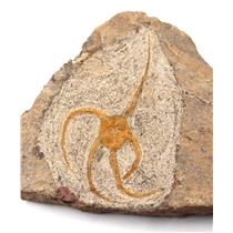 Brittle Star Fossil 450 Million Years Old Morocco #17104 26o