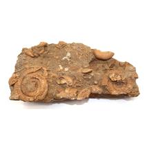 Dactylioceras Ammonite Fossil 180 MYO Germany #17155 109o