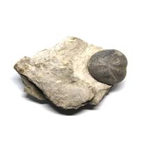 Macraster Echinoid (Sea Urchin) Fossil 100 Million Years Old #17163 9o