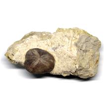 Macraster Echinoid (Sea Urchin) Fossil 100 Million Years Old #17164 13o