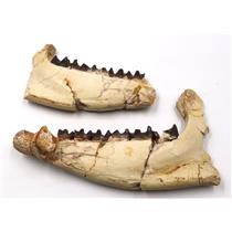 UNPREPARED Hyracodon Lower Jaw Fossil Up To 30 Mil Yrs Old #17165 32o