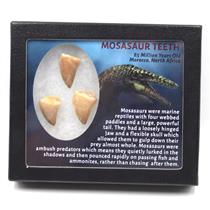 MOSASAUR Dinosaur Teeth Fossil Lot of 3 w/ Info Card MDB #17187 15o