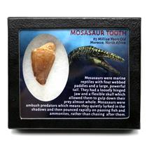 MOSASAUR Dinosaur Tooth Fossil 1.757 in w/ Info Card MDB #17192 15o