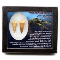 MOSASAUR Dinosaur Teeth Fossil Lot of 2 w/ Info Card MDB #17201 15o