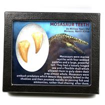 MOSASAUR Dinosaur Teeth Fossil Lot of 2 w/ Info Card MDB #17202 15o