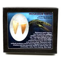 MOSASAUR Dinosaur Teeth Fossil Lot of 2 w/ Info Card MDB #17203 15o