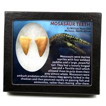 Mosasaur Dinosaur Teeth Fossil Lot of 2  17207