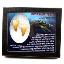 MOSASAUR Dinosaur Teeth Fossil Lot of 2 w/ Info Card MDB #17211 15o