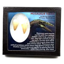 MOSASAUR Dinosaur Teeth Fossil Lot of 2 w/ Info Card MDB #17214 15o