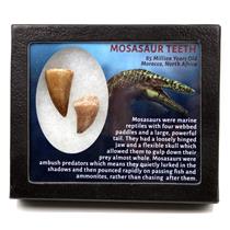 MOSASAUR Dinosaur Teeth Fossil Lot of 2 w/ Info Card MDB #17216 15o