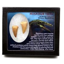 MOSASAUR Dinosaur Teeth Fossil Lot of 2 w/ Info Card MDB #17218 15o