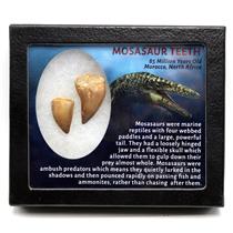 MOSASAUR Dinosaur Teeth Fossil Lot of 2 w/ Info Card MDB #17220 15o