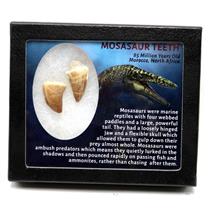 MOSASAUR Dinosaur Teeth Fossil Lot of 2 w/ Info Card MDB #17221 15o