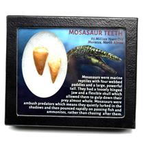 MOSASAUR Dinosaur Teeth Fossil Lot of 2 w/ Info Card MDB #17223 15o