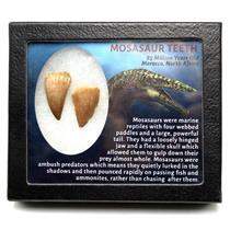 MOSASAUR Dinosaur Teeth Fossil Lot of 2 w/ Info Card MDB #17224 15o