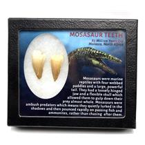 MOSASAUR Dinosaur Teeth Fossil Lot of 2 w/ Info Card MDB #17225 15o