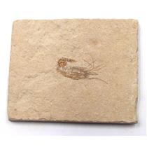 Carpopenaeus Genuine Fossil Shrimp Prawn 95 MYO 7o  #17240