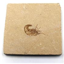 Carpopenaeus Genuine Fossil Shrimp Prawn 95 MYO 6o  #17242