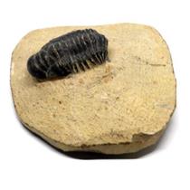 TRILOBITE Crotalocephalus Fossil Morocco 400 Million Years old #17257 10o