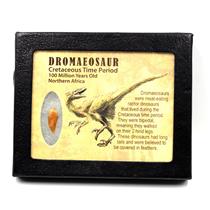 Dromeosaur Raptor Dinosaur Tooth Fossil .776 inch w/ Display Box SDB #17277 11o