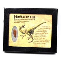 Dromeosaur Raptor Dinosaur Tooth Fossil .857 inch w/ Display Box SDB #17280 11o