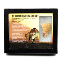CARCHARODONTOSAURUS Dinosaur Tooth 1.671 " Fossil African T-Rex MDB  #17282 13o
