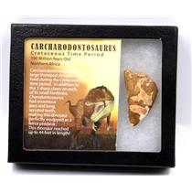 CARCHARODONTOSAURUS Dinosaur Tooth 2.040 " Fossil African T-Rex MDB  #17286 13o