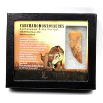 CARCHARODONTOSAURUS Dinosaur Tooth 2.326" Fossil African T-Rex MDB  #17289 13o