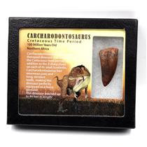 CARCHARODONTOSAURUS Dinosaur Tooth 1.909" Fossil African T-Rex MDB  #17291 13o