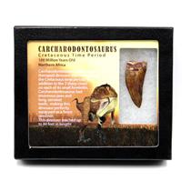 CARCHARODONTOSAURUS Dinosaur Tooth 1.858" Fossil African T-Rex MDB  #17292 13o