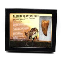 CARCHARODONTOSAURUS Dinosaur Tooth 2.018" Fossil African T-Rex MDB  #17294 13o
