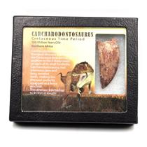 CARCHARODONTOSAURUS Dinosaur Tooth 2.410" Fossil African T-Rex MDB  #17295 13o