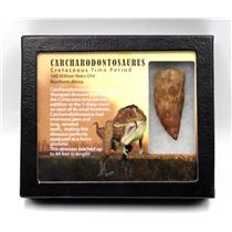 CARCHARODONTOSAURUS Dinosaur Tooth 2.232" Fossil African T-Rex MDB  #17300 13o