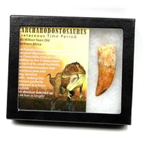 CARCHARODONTOSAURUS Dinosaur Tooth 2.626" Fossil African T-Rex MDB  #17308 13o