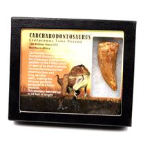CARCHARODONTOSAURUS Dinosaur Tooth 2.494" Fossil African T-Rex MDB  #17309 13o