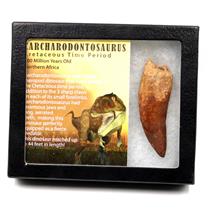 CARCHARODONTOSAURUS Dinosaur Tooth 3.198" Fossil African T-Rex MDB  #17310 13o