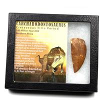 CARCHARODONTOSAURUS Dinosaur Tooth 2.408" Fossil African T-Rex MDB  #17311 13o