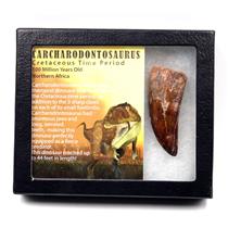 CARCHARODONTOSAURUS Dinosaur Tooth 2.675" Fossil African T-Rex MDB  #17313 13o