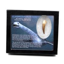 Elasmosaur Dinosaur Tooth 1.709 inches MDB w/COA 80 MYO #17333 13o