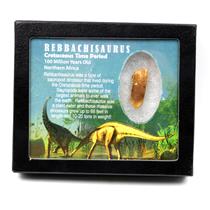 Rebbachisaurus Sauropod Dinosaur Tooth Fossil 1.378w/ Display Box MDB #17341 13o