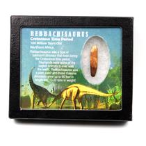 Rebbachisaurus Sauropod Dinosaur Tooth Fossil 1.628w/ Display Box MDB #17345 13o
