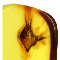 AMBER Fossil with Insect Inclusion PLUS Mini Microscope  #17406 4o